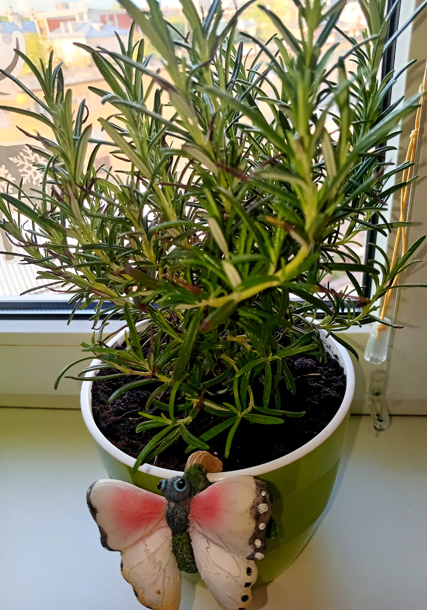 Фото автора.