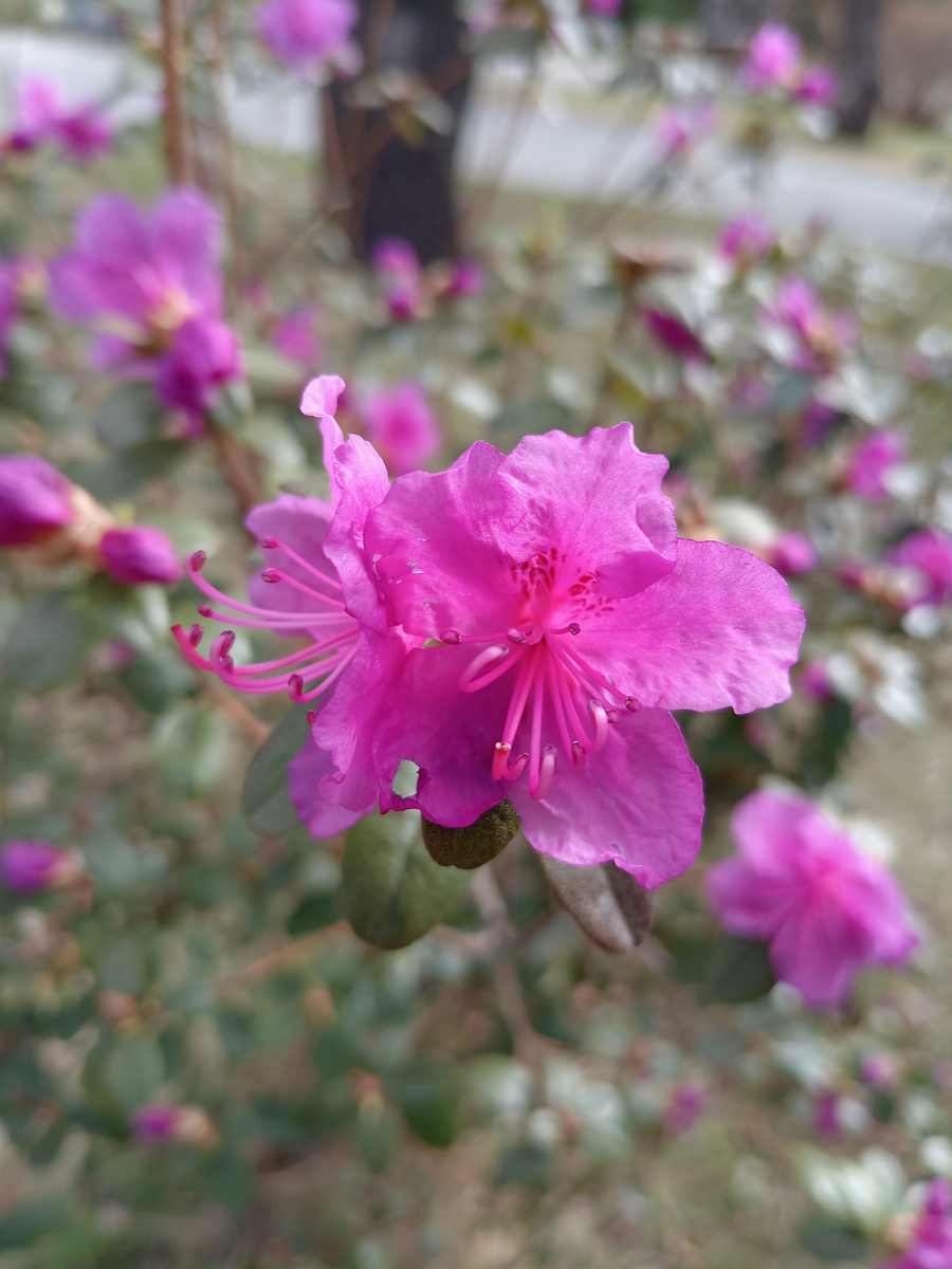 Вот таким был маральник накануне снегопада 