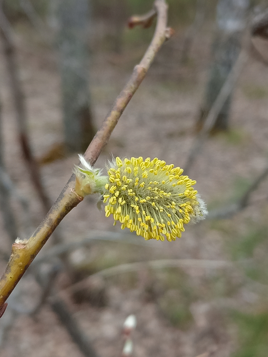 Мне кажется это верба?