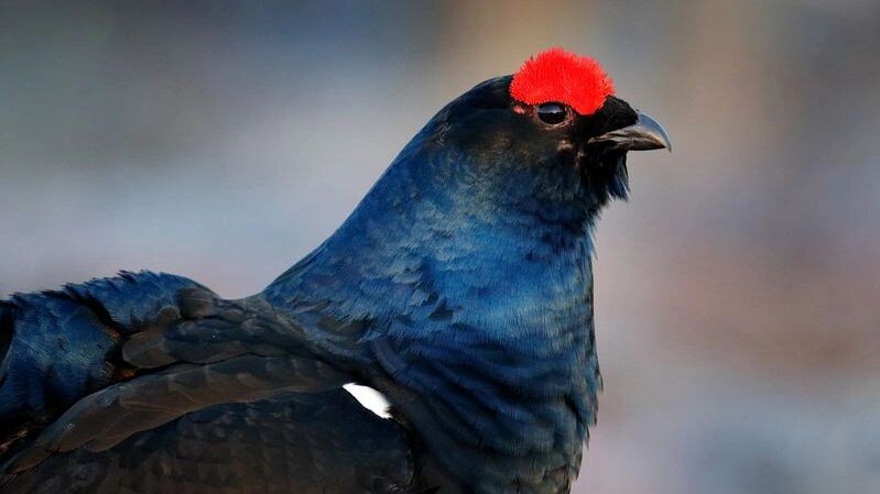    Фото: Ondrej Prosicky/Shutterstock/Fotodom