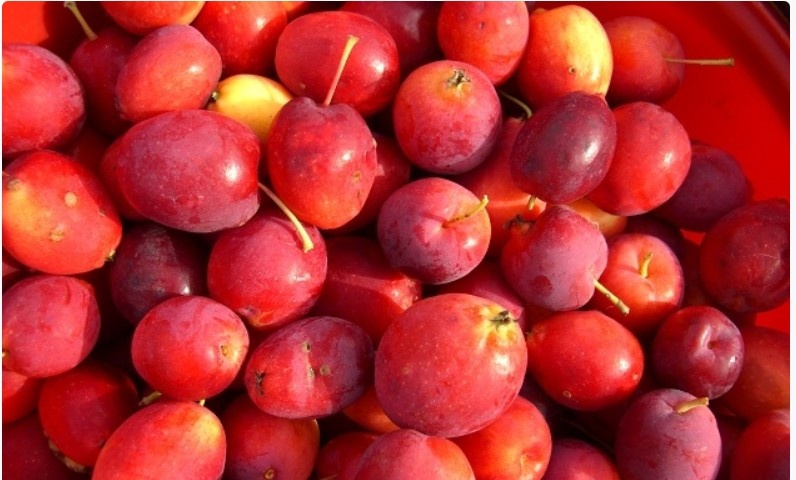  Китайка. Не все мелкоплодные яблони можно считать китайкой.