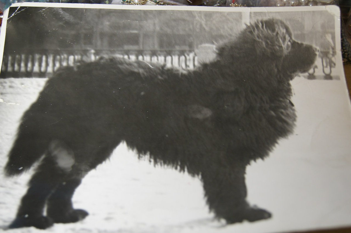 Наша Альбина (мвнучка  Морси-Кузи, любимого ньюфаундленда Р.Ростраповича)