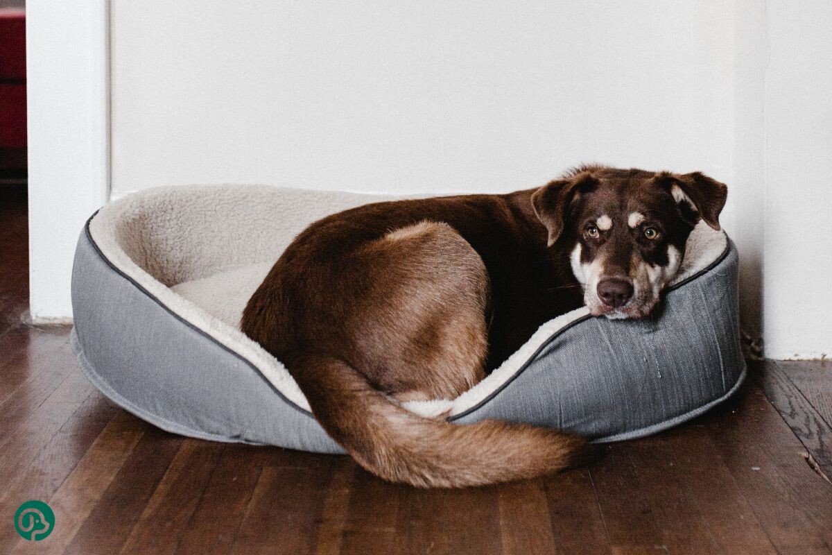 Собака отдыхает 