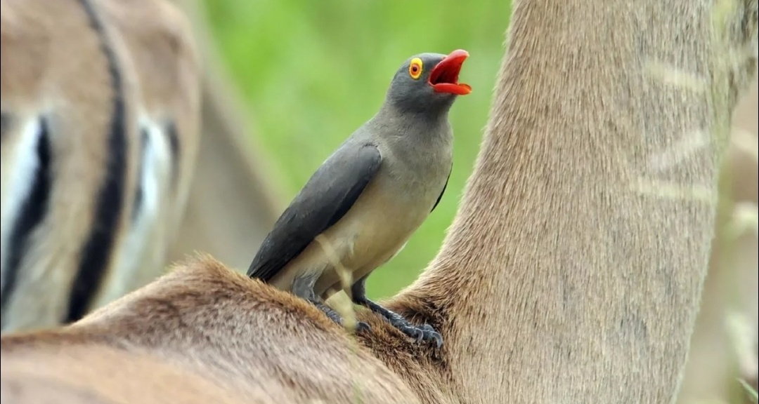 Медсестра, неси ружьё! Его уже не спасти!