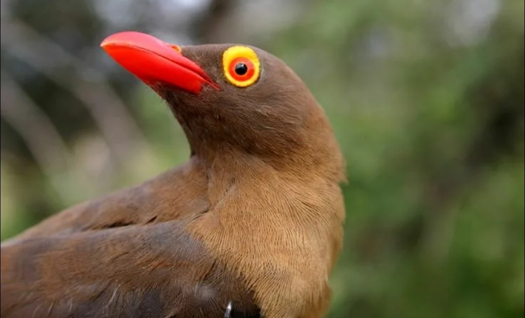 Волоклюй спешит на помощь!!!