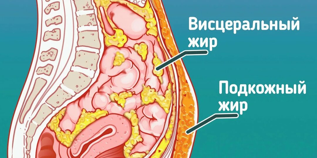 Как я работаю с животом: что реально помогает убрать висцеральный жир и сделать талию тоньше