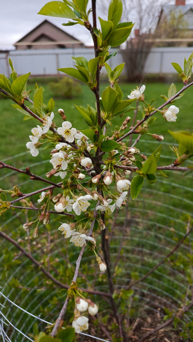 Вишня Шоколадница.