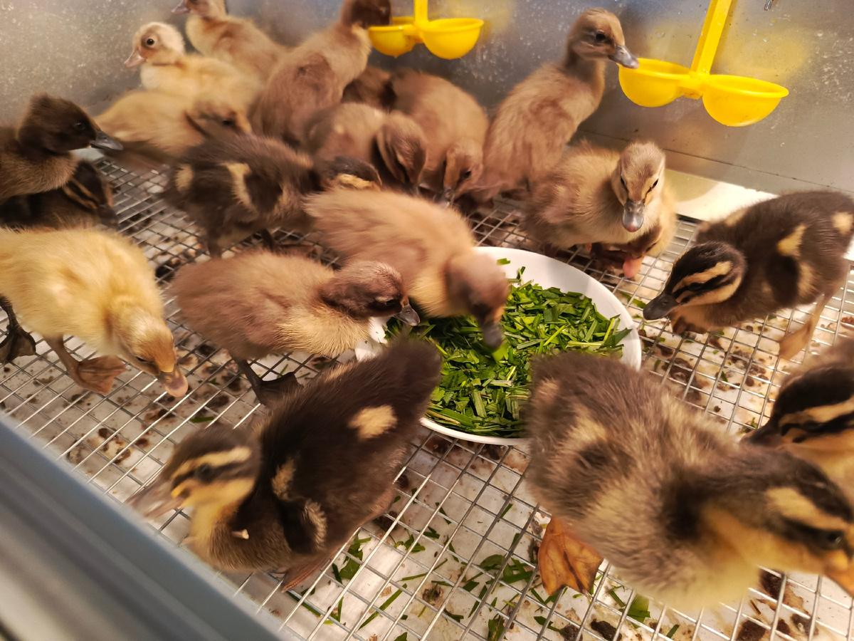 Сначала испугались тарелки.