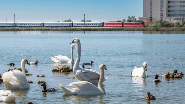    © Пресс-служба компании-перевозчика "Гранд Сервис Экспресс"