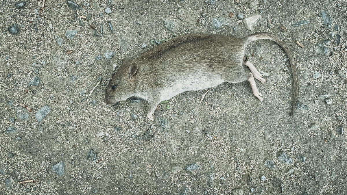     Источник: novostivolgograda.ru