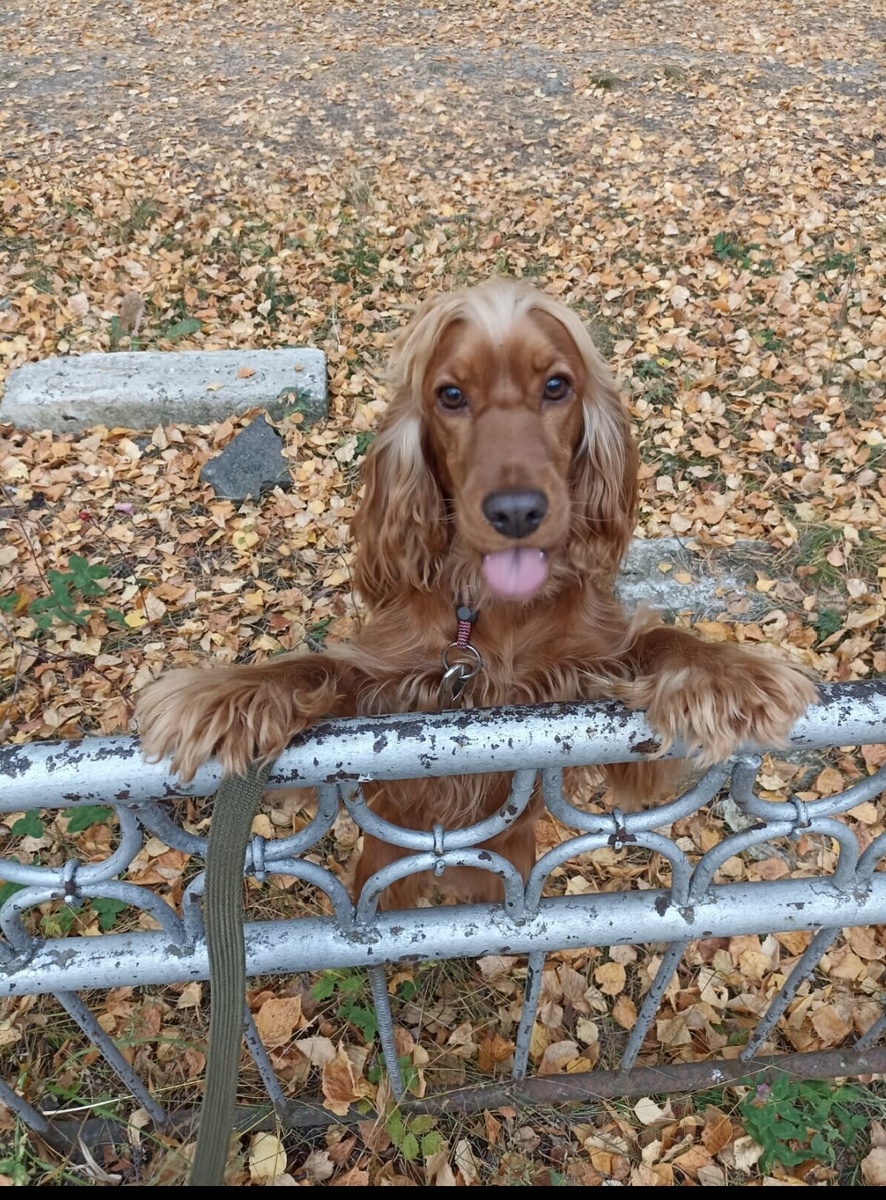 Фото из архива наших питомцев. Марфа.