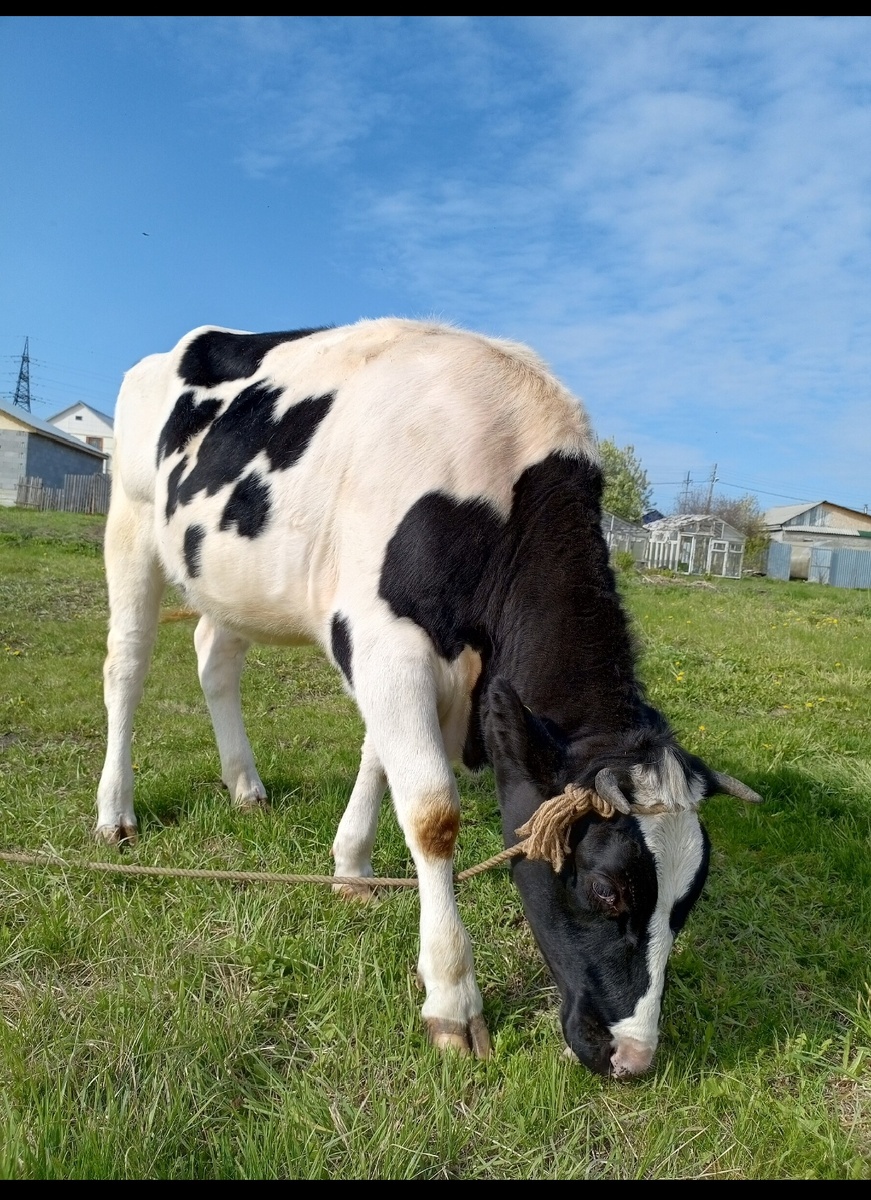 Фото из архива нашего лпх. Лара возраст год и месяц.