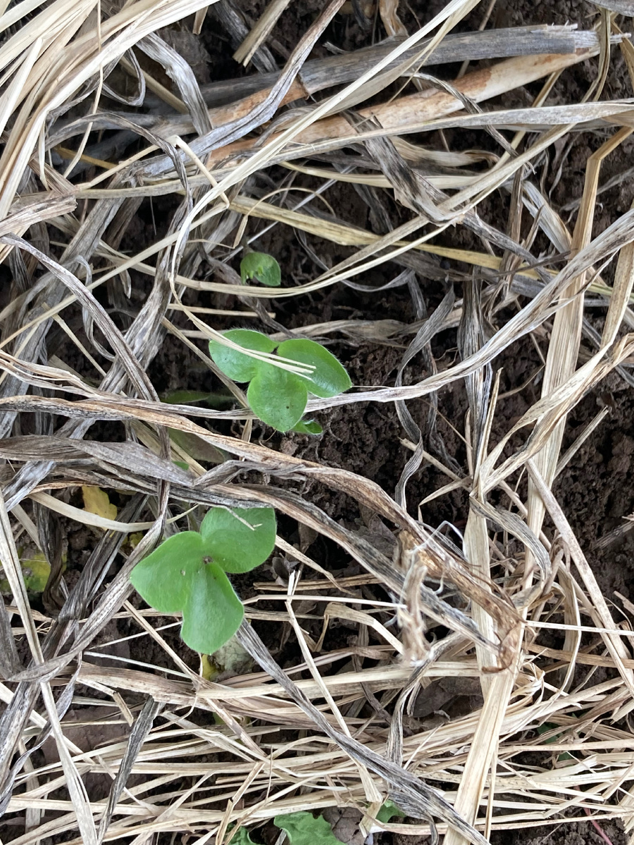 Печеночница, 26.04.25 в моем саду