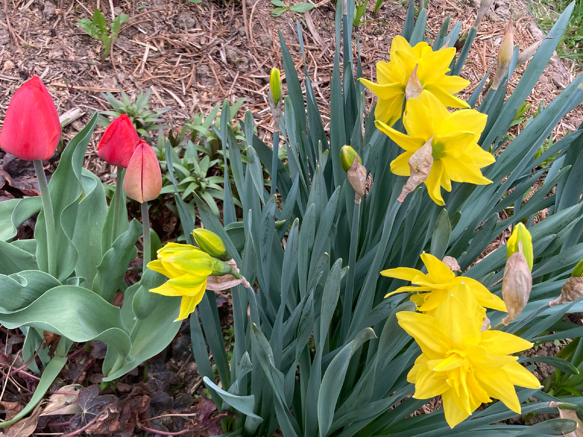 Нарцисс Dick Wilden и «бабушкин» тюльпан 26.04.2025 в моем саду