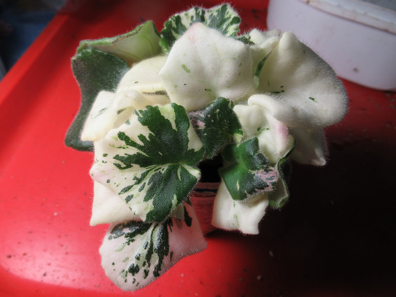 Сложная белая фиалка "НК-София Ротару"