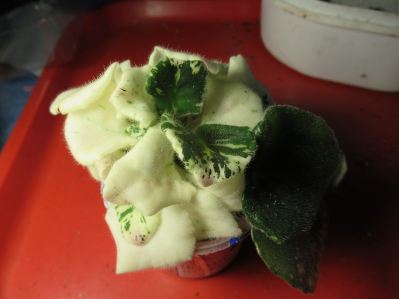 За более, чем полгода, сбоку появились 2 полностью зеленых листа