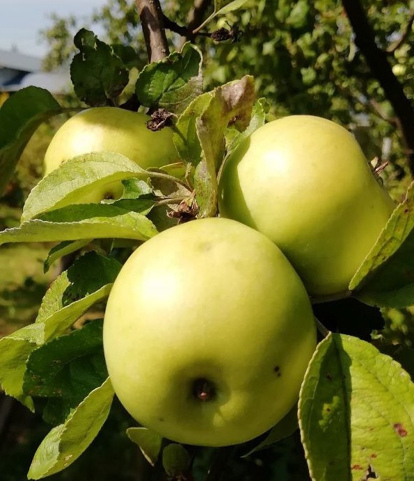 Как это - нельзя яблочко?