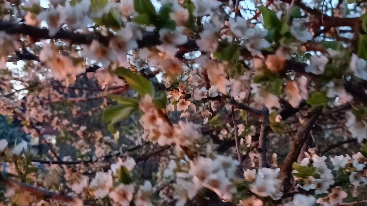 Цветет алыча "Кубанская комета"