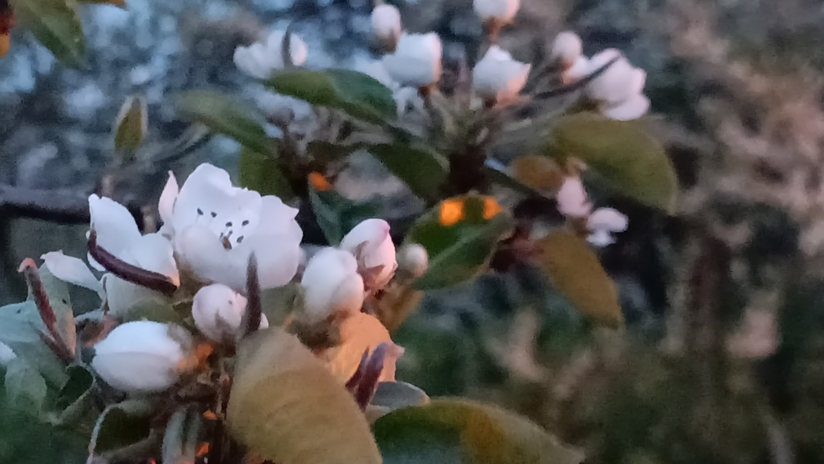 Цвет груша "Кармен"