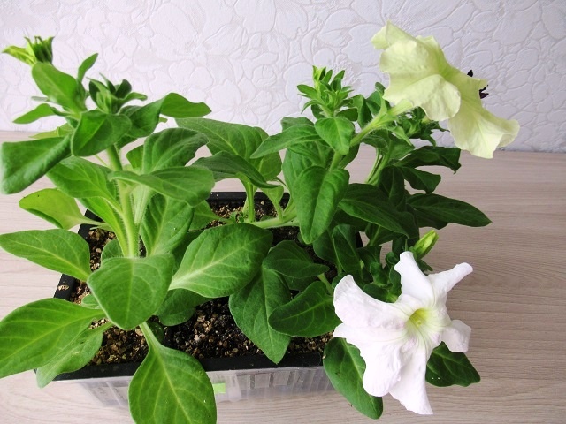 Нашла верный способ черенкования петунии, теперь проблем с приживаемостью нет