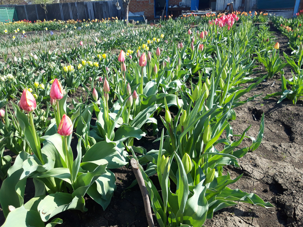 Фото автора. 09,04.2025. Станица. Царство тюльпанов.