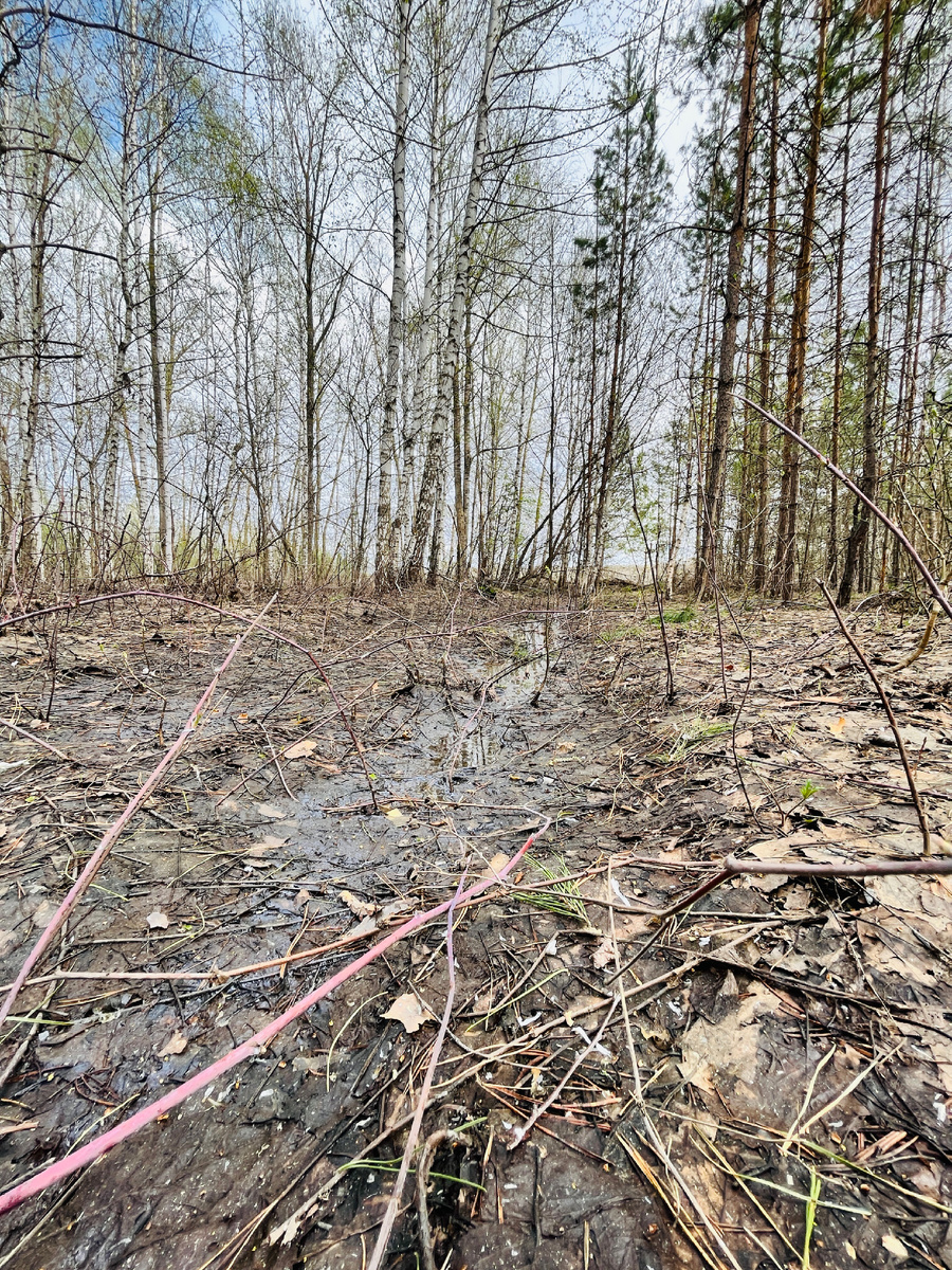 Коварный весенний лес, полный опасностей.
