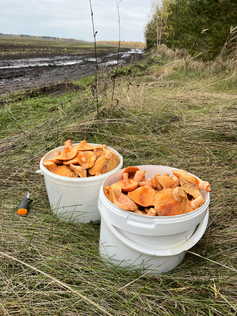 Те самые рыжики, которые не раз будут сниться…