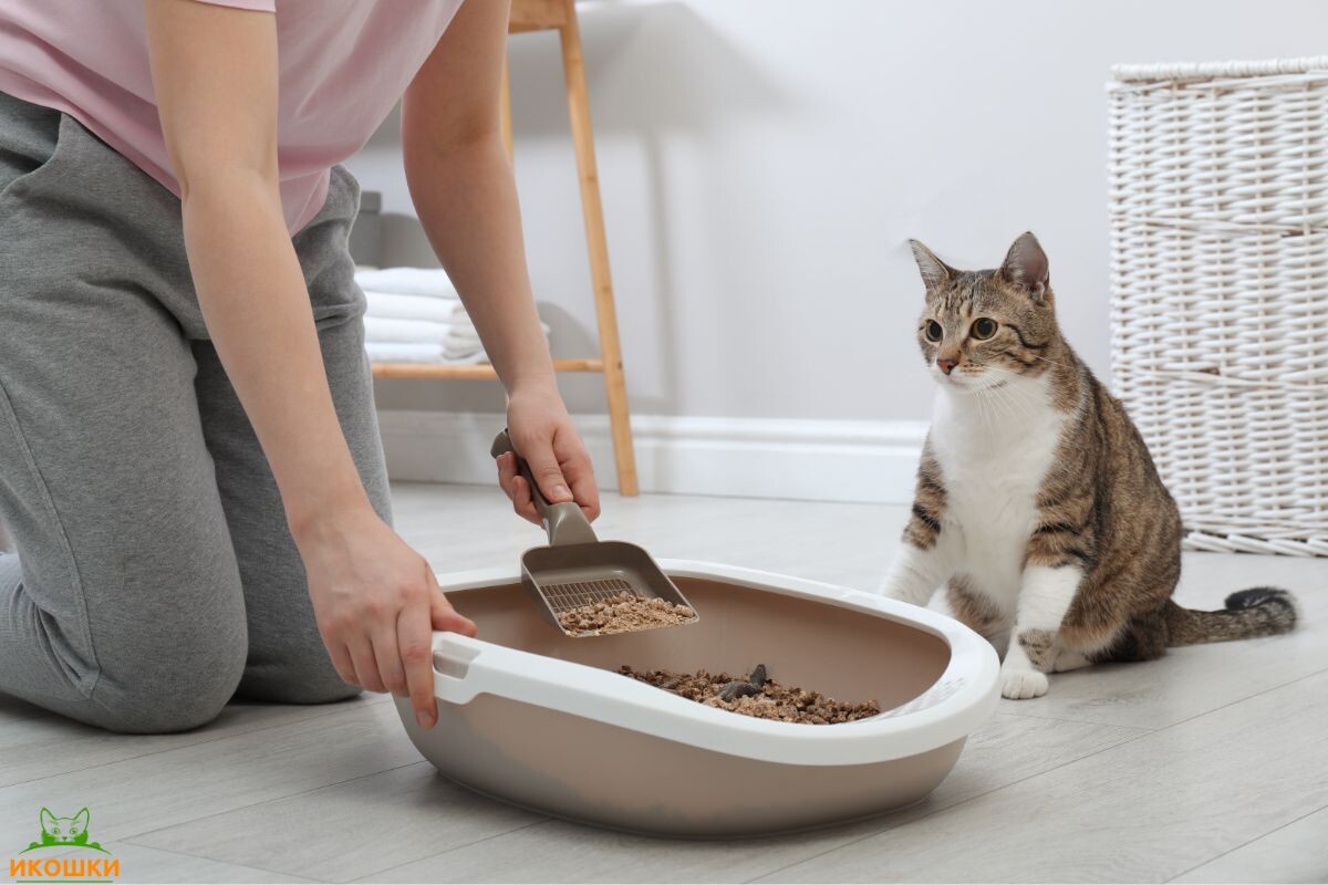 Чистка лотка