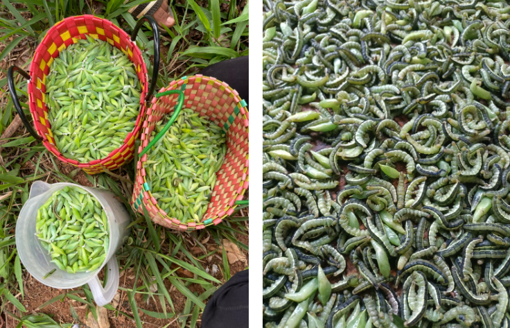 Выглядят как стручки молодого гороха