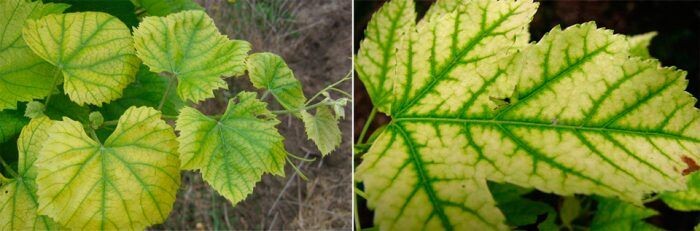 Недостаток азота