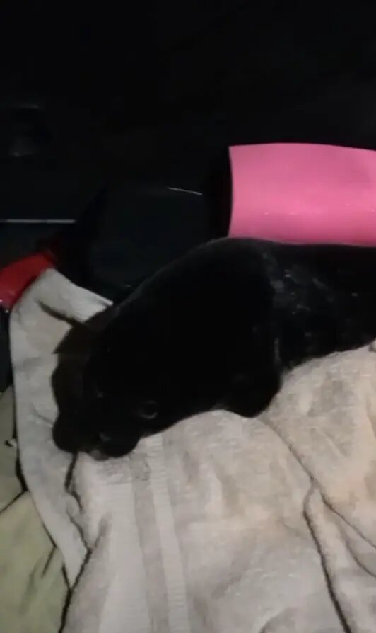    Фото: стоп-кадр видео фонда друзей балтийской нерпы