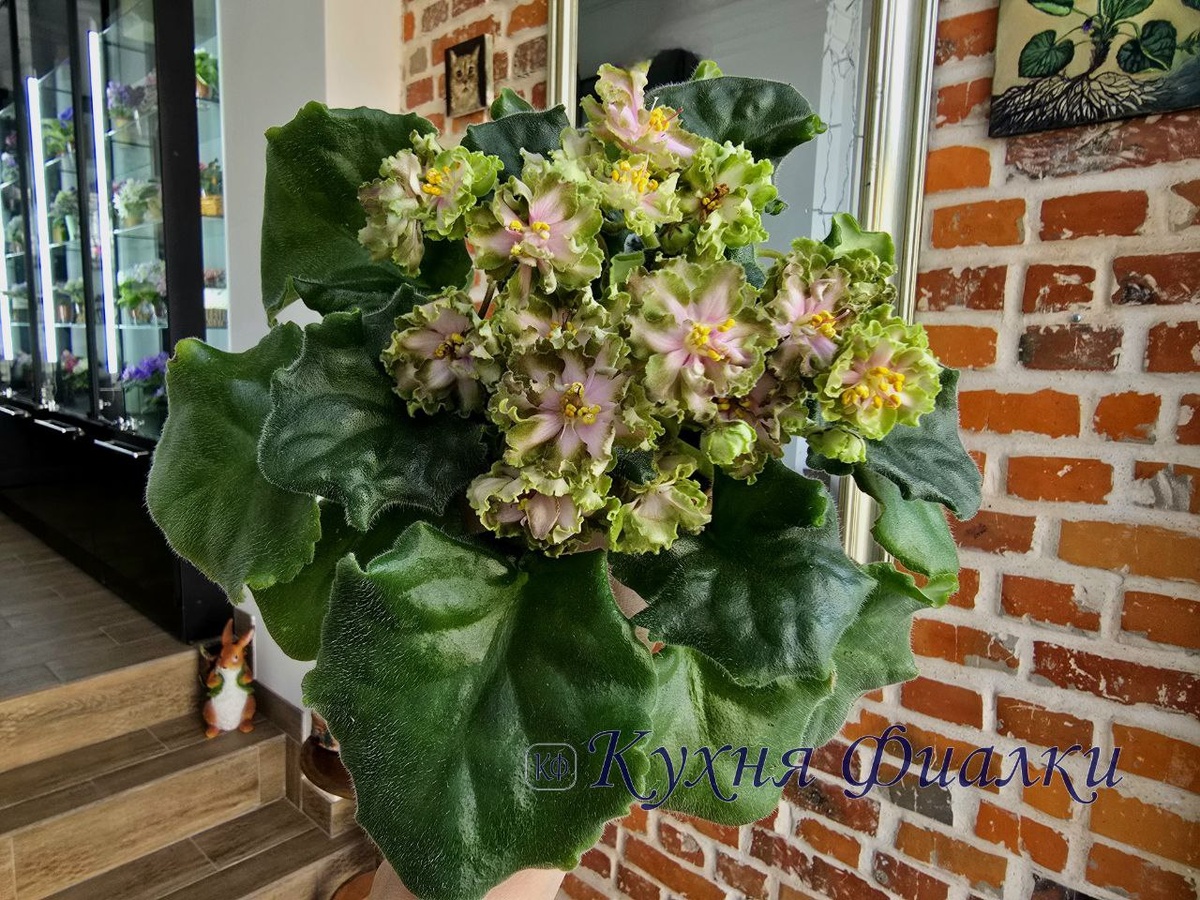 Фиалка ЛЕ-Хозяйка Медной Горы