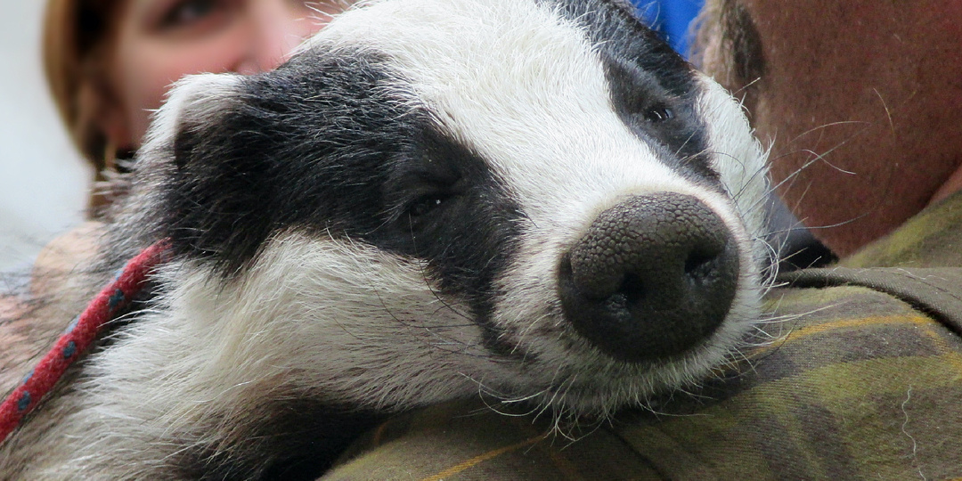 Не кричать и не пытаться погладить: что нужно делать при встрече с барсуком