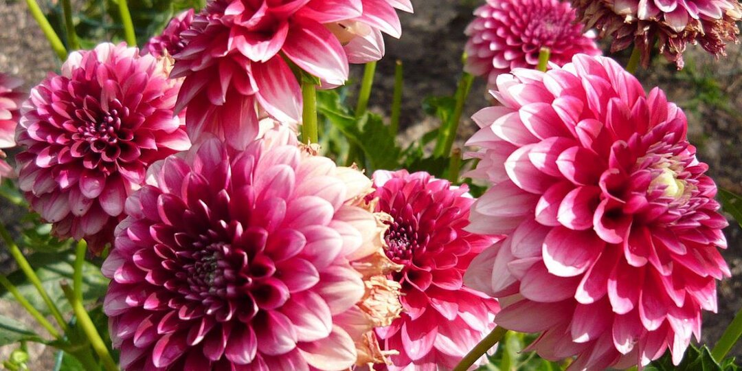 Сажаем и радуемся: цветы, которые не разочаруют новичков