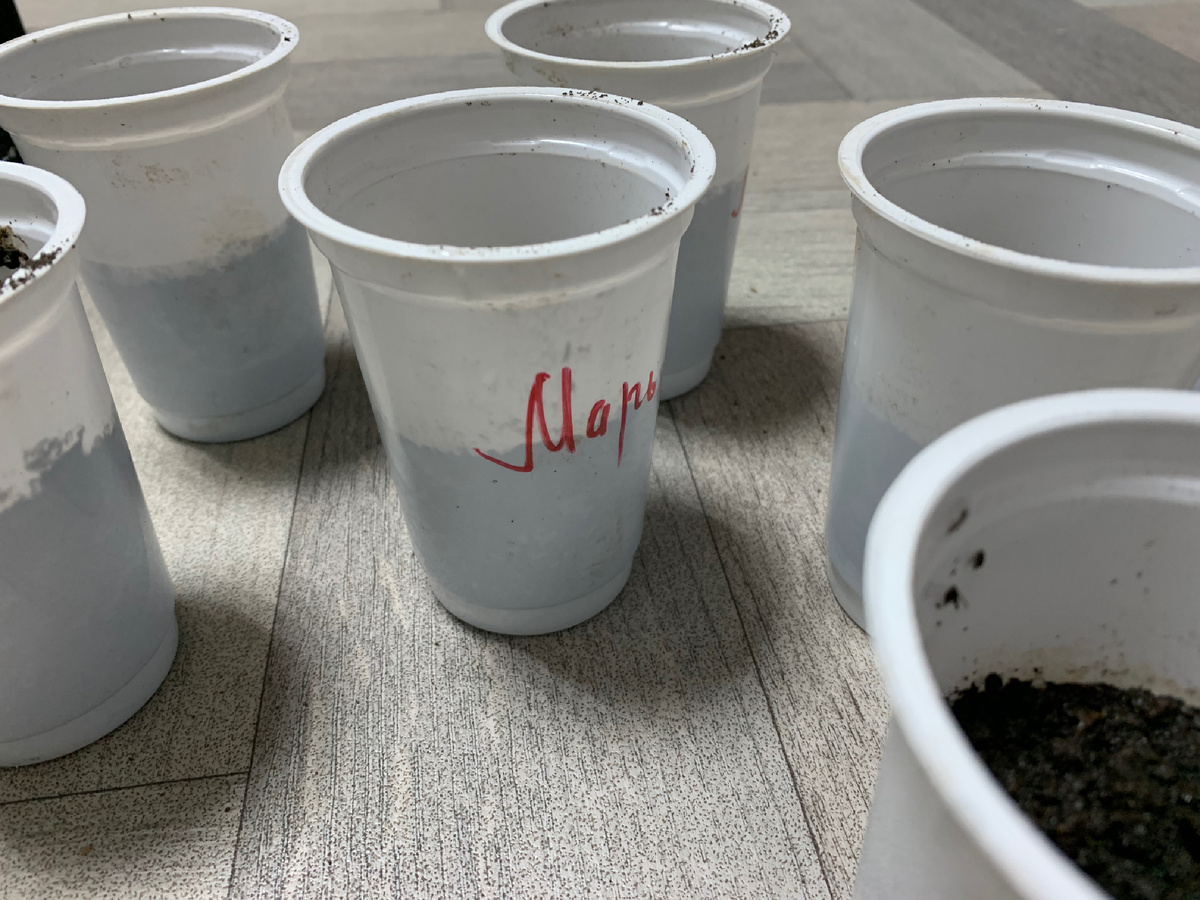 Стаканчики подписываю