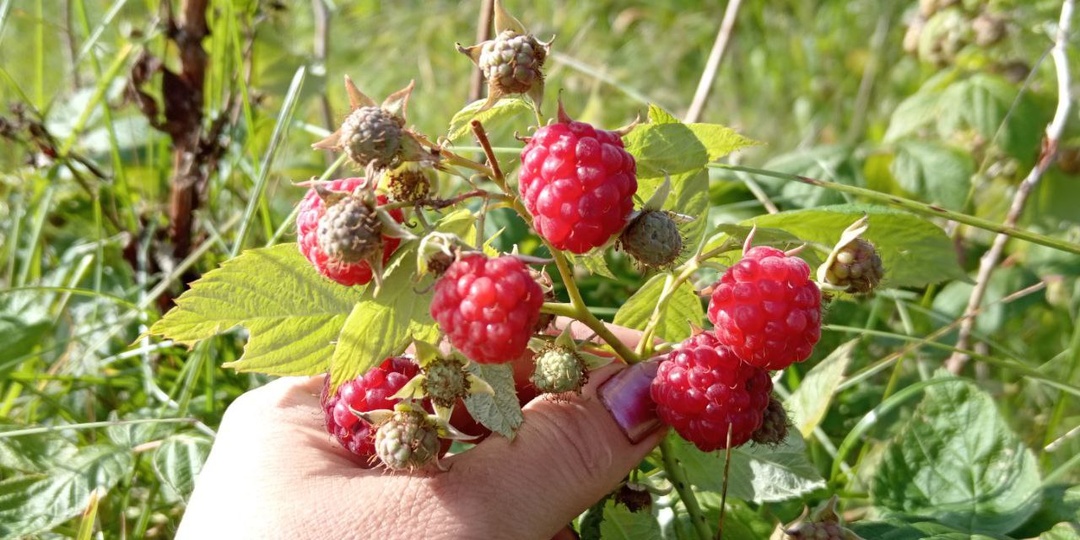 3 хитрости по уходу за малиной в апреле для большого урожая. Делаем только самое важное