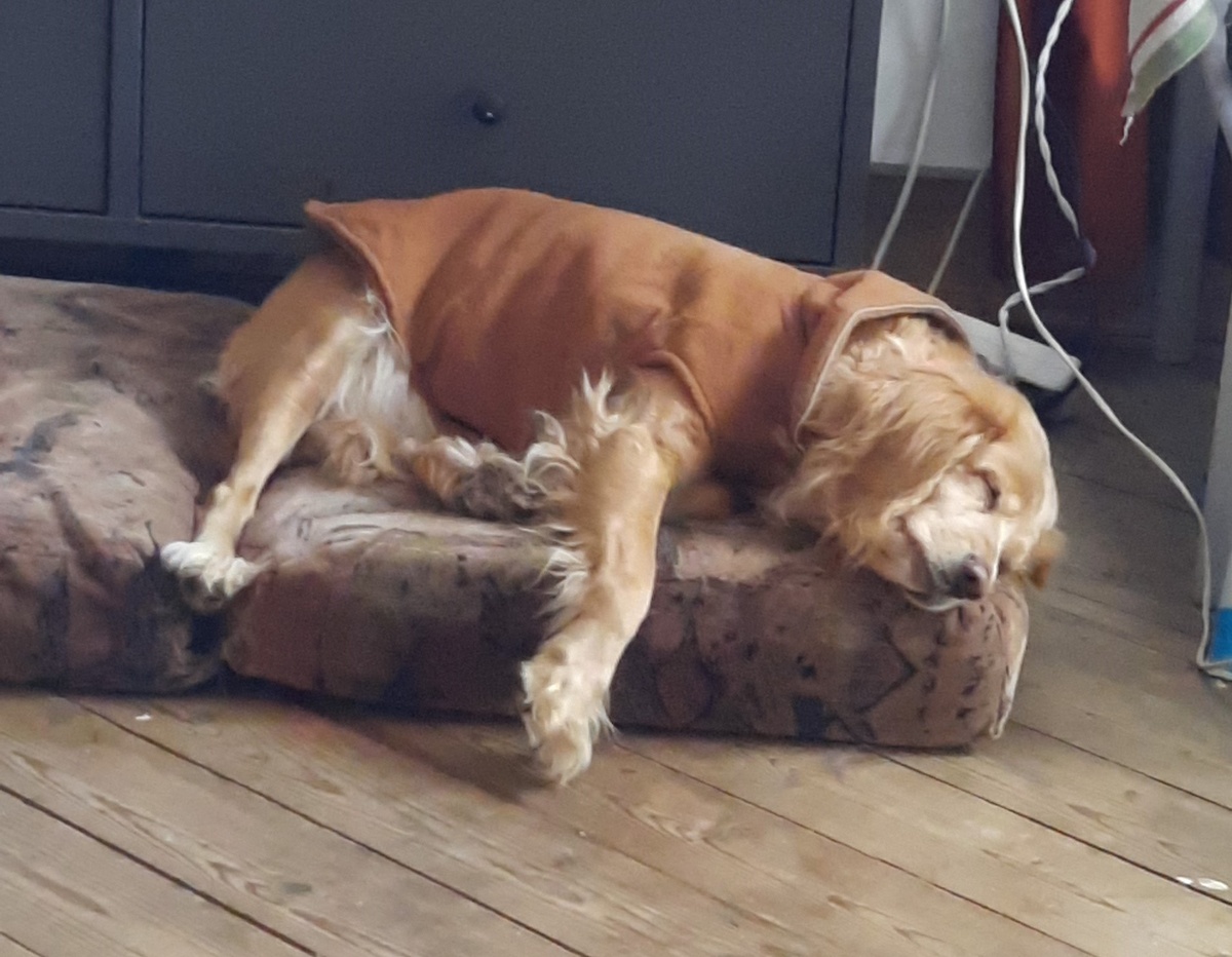 Моя собака на даче зимой