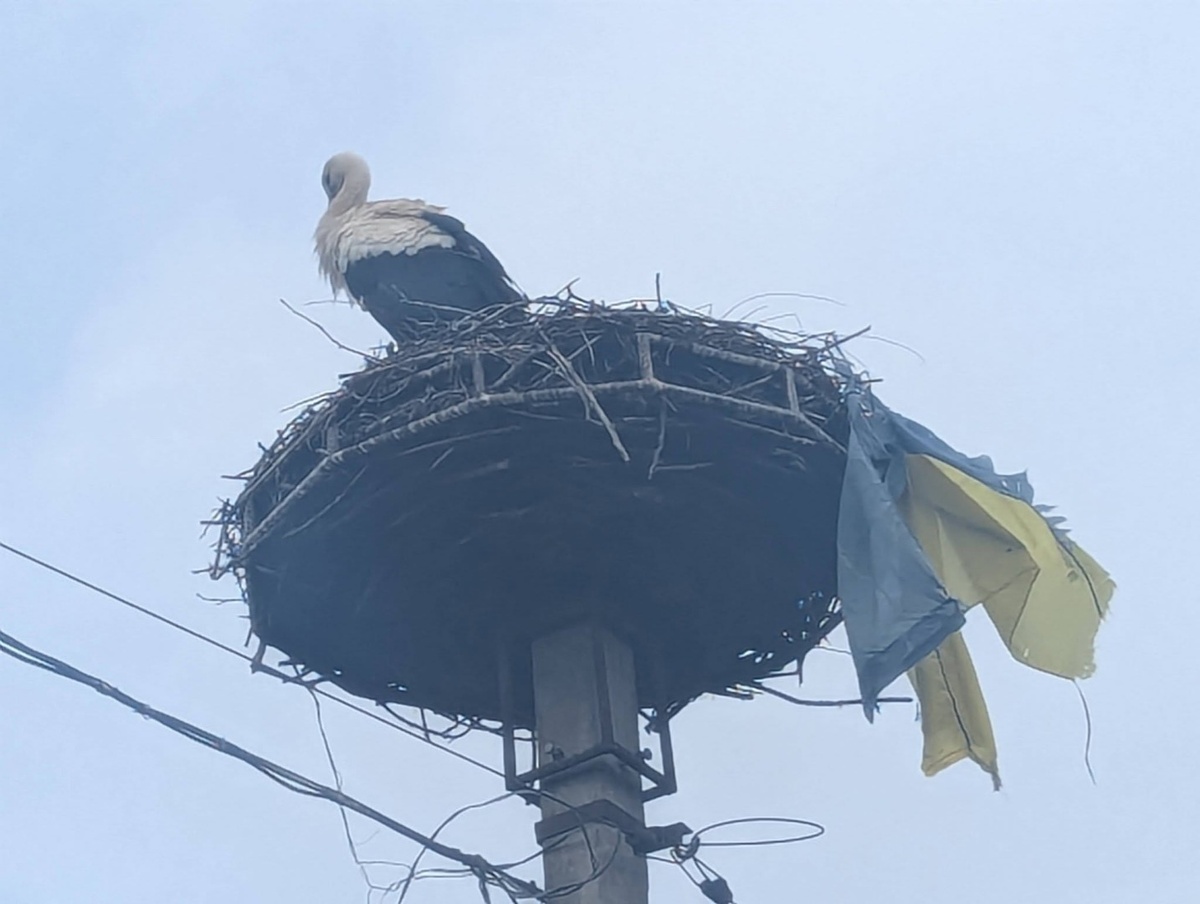    На Украине ликование: в гнезде аиста нашли рваный украинский флаг