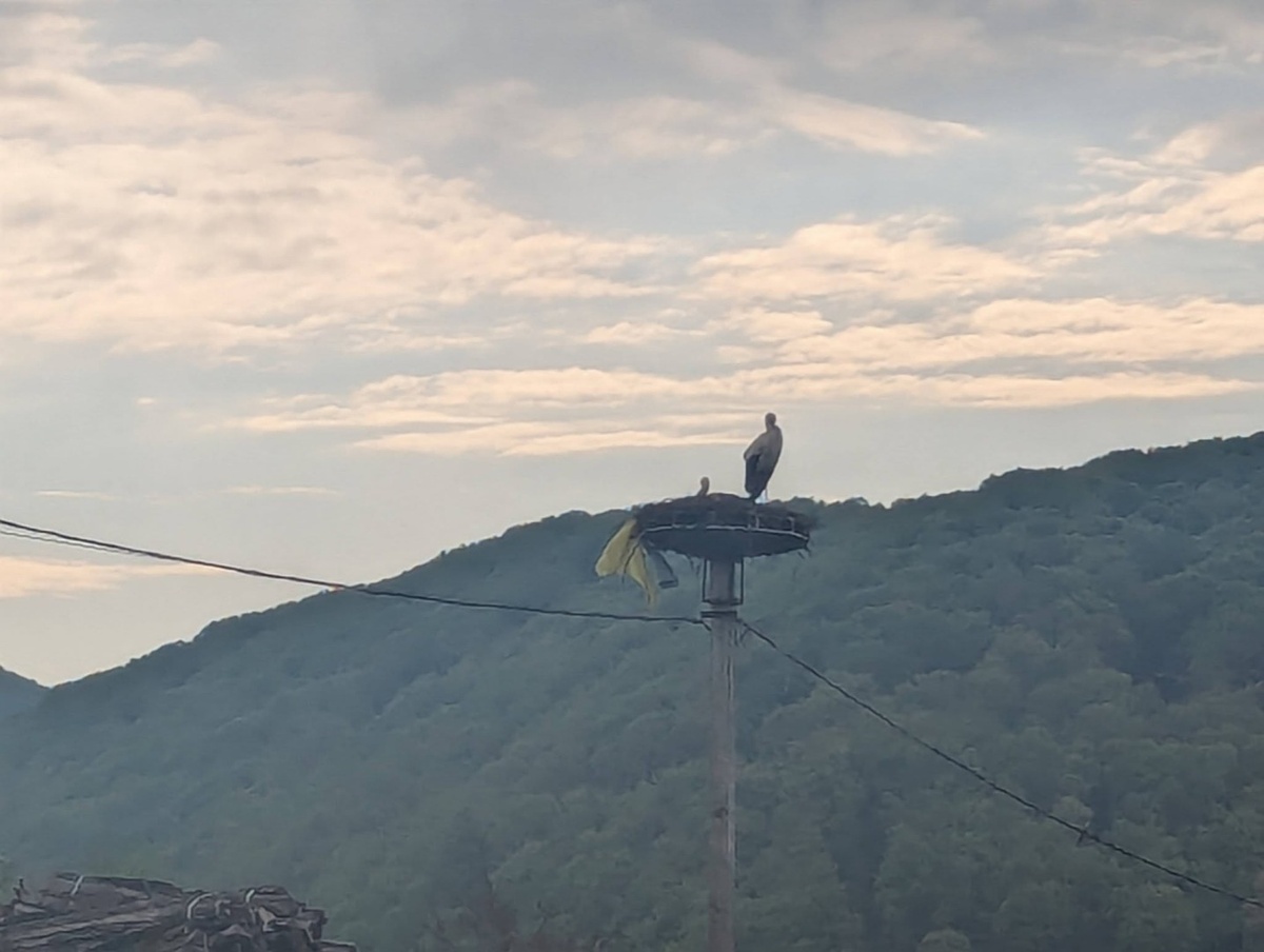    На Украине ликование: в гнезде аиста нашли рваный украинский флаг