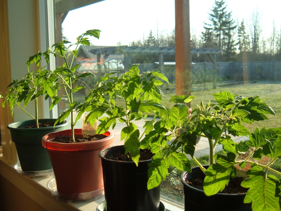 Фото:  Яндекс Картинки