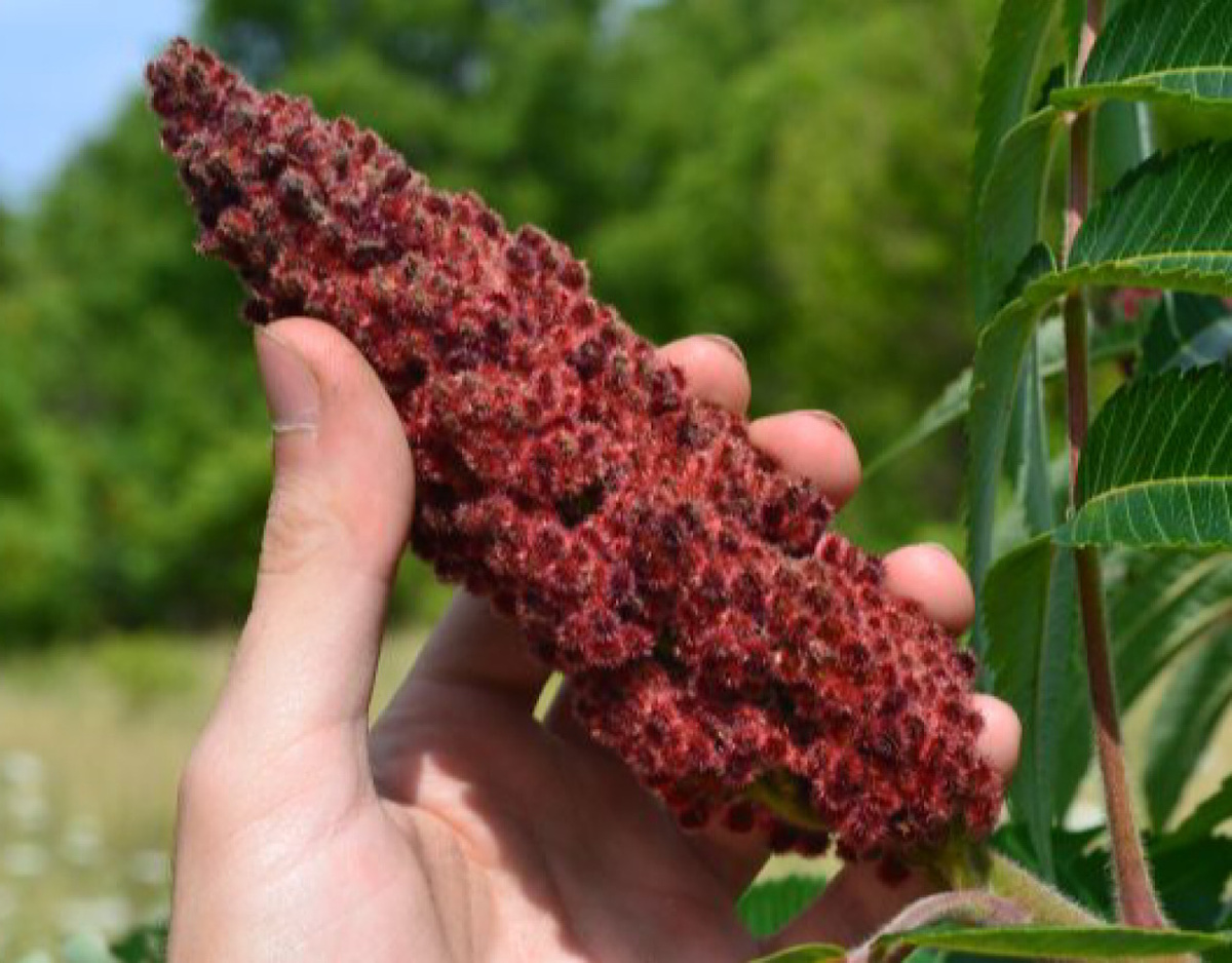 Фото; A typical staghorn sumac berry cluster at the peak of ripeness... tr.pinterest.com