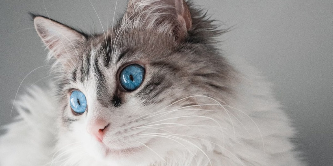 Беременная кошка: хозяева заметили как изменилось поведение их питомицы