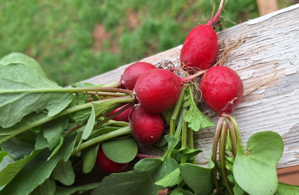 С гордостью представляю редис урожая 2025 года (сорвала 23 апреля). Хоть и мелковат, а мой!