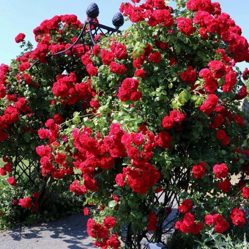 Фото Un quadrato di giardino di Martini Andrea