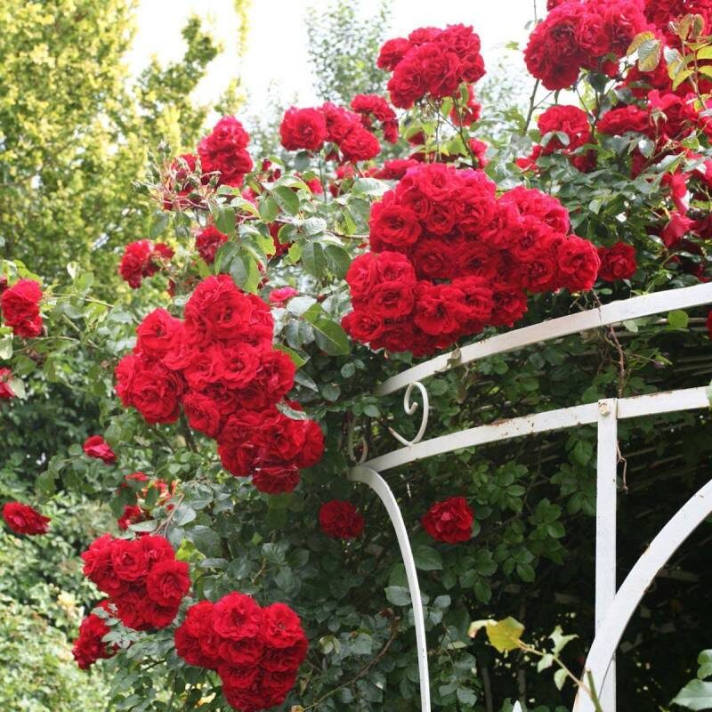 Фото Un quadrato di giardino di Martini Andrea