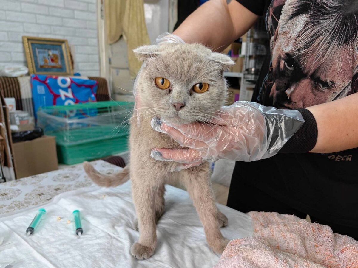 Обязательно надевайте перчатки при контакте с незнакомыми кошками. Фото из архива автора