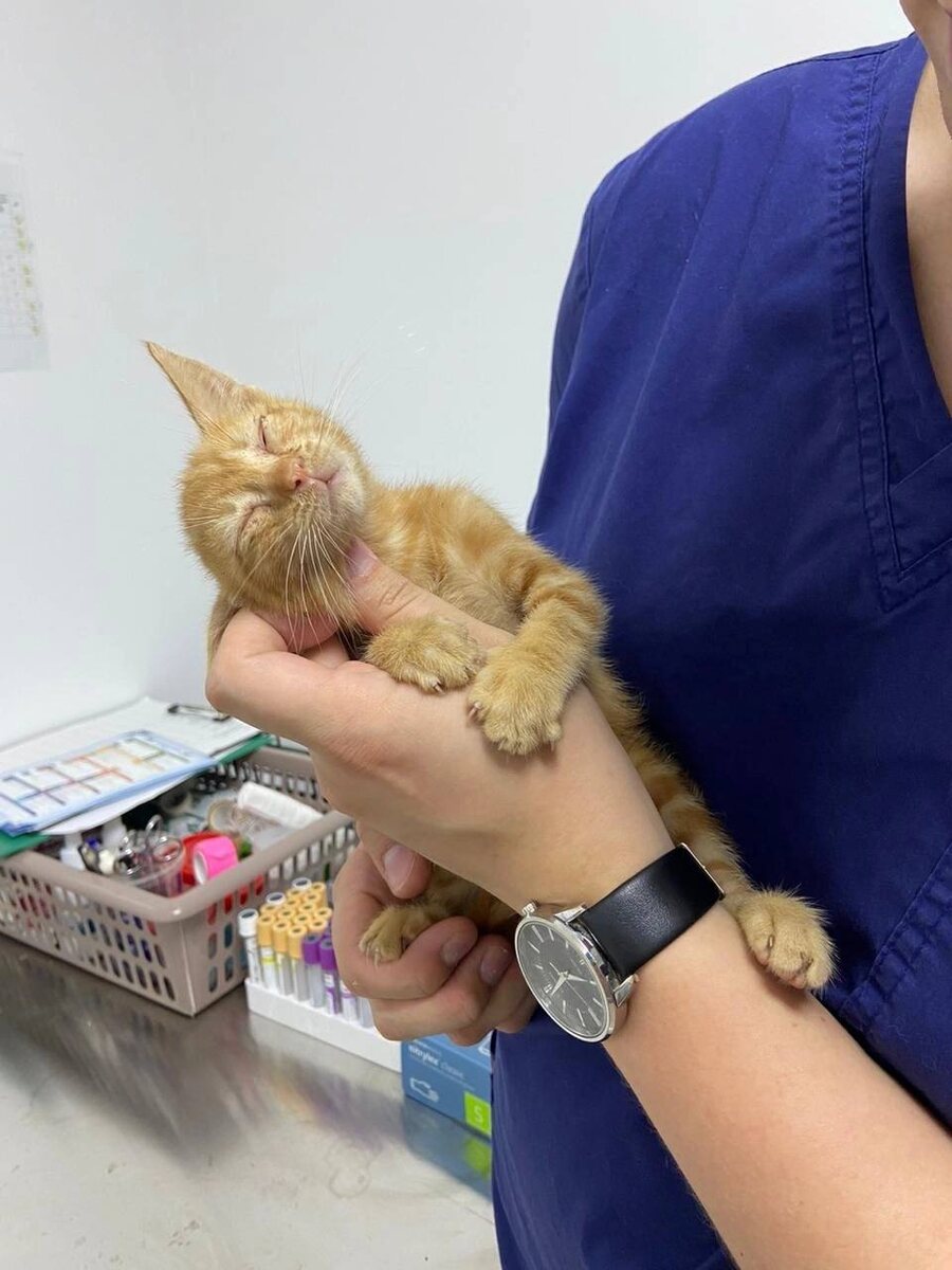 Если вы подобрали котенка, обязательно следует свозить на осмотр к ветеринару. Фото из архива автора