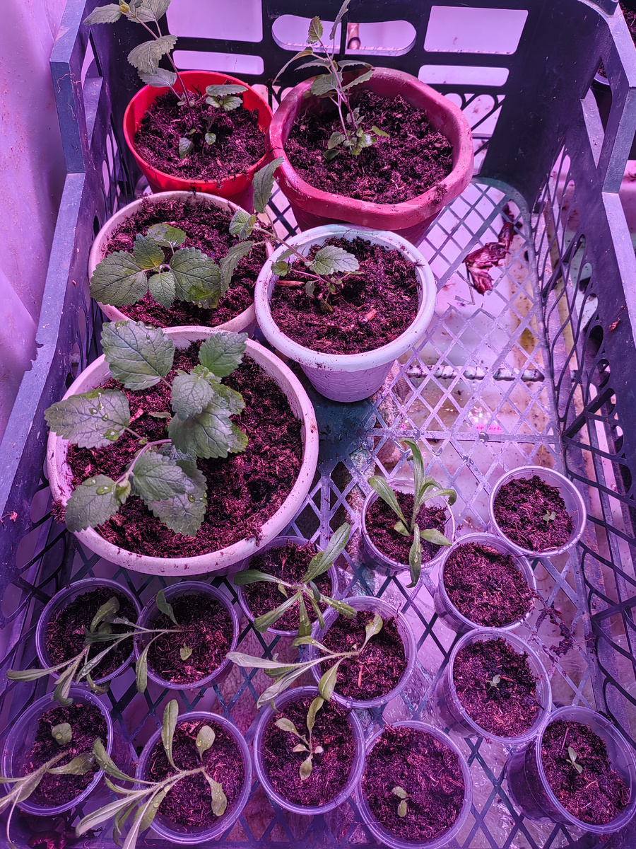 Мята и петуния. 