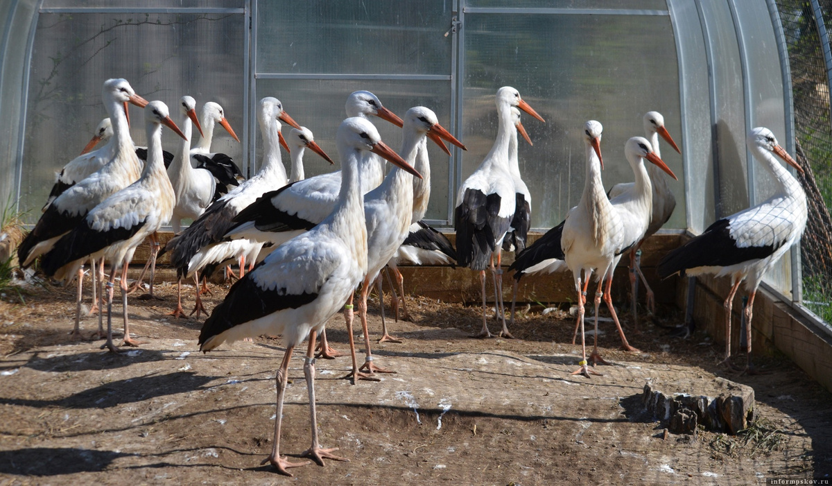 Фото: группа «Дом белого аиста» в соцсети «ВКонтакте»