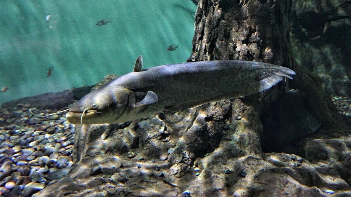     Источник: Приморский океанариум